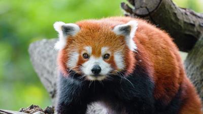 Red panda panda muzzle 4k wallpaper