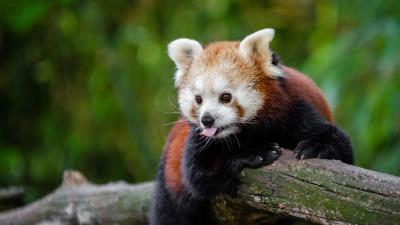 Red panda panda tongue funny 4k wallpaper