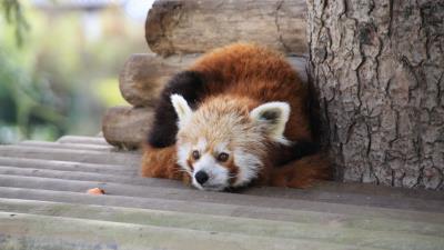 Red panda recline panda leisure 4k wallpaper