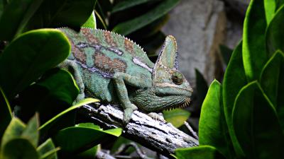 Reptile chameleon profile 4k wallpaper