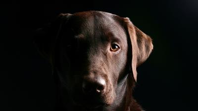 Retriever dog muzzle shadow ears 4k wallpaper
