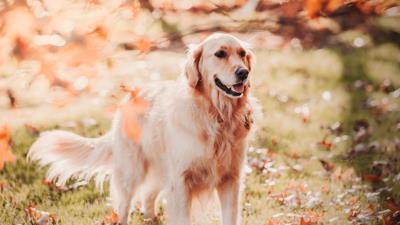 Retriever dog pet 4k wallpaper