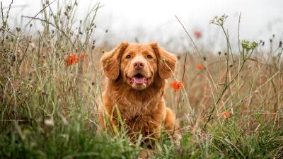 Retriever dog protruding tongue 4k wallpaper