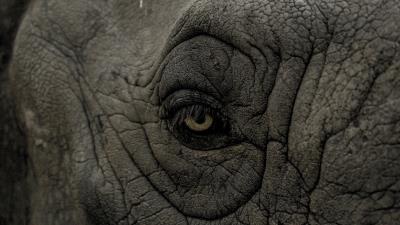 Rhino eye wrinkles 4k wallpaper