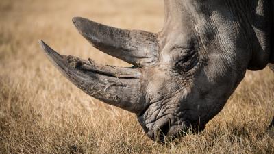 Rhino mammal horn 4k wallpaper