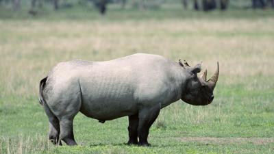 Rhino shadow walk beautiful 4k wallpaper