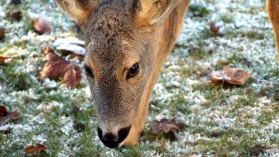 Roe deer face grass frost 4k wallpaper
