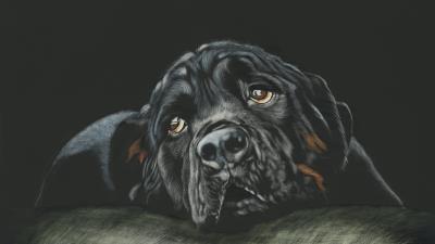 Rottweiler breed dog black hd 4k wallpaper