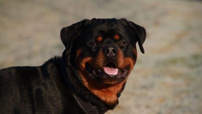 Rottweiler dog muzzle collar 4k wallpaper
