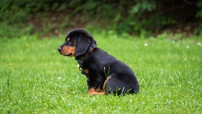Rottweiler puppy dog 4k wallpaper