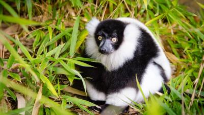 Ruffed lemur lemur fluffy 4k wallpaper