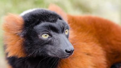 Ruffed lemur lemur muzzle nose 4k wallpaper