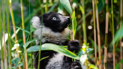 Ruffed lemur lemur wildlife 4k wallpaper
