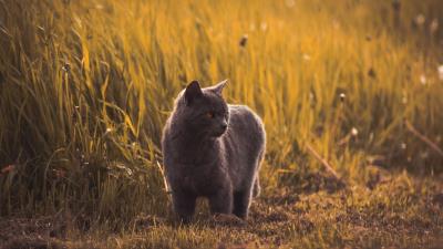 Russian blues cat gray 4k wallpaper