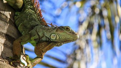 Salamander reptile amphibian 4k wallpaper