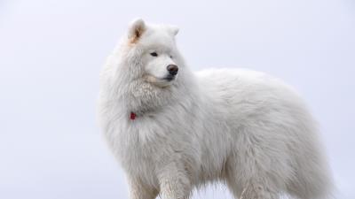 Samoyed fluffy dog 4k wallpaper
