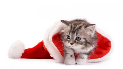 Santa hat cute kitten hd 4k wallpaper