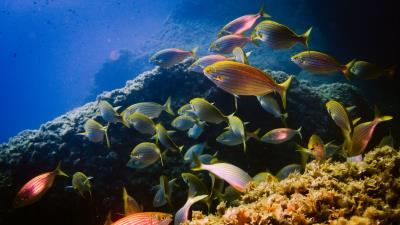 Sarpa fish aquarium 4k wallpaper