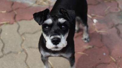 Schnauzer dog face haircut 4k wallpaper