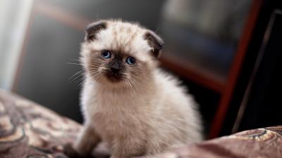 Scot lop eared kitten cute 4k wallpaper