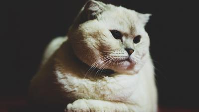 Scottish fold cat white 4k wallpaper