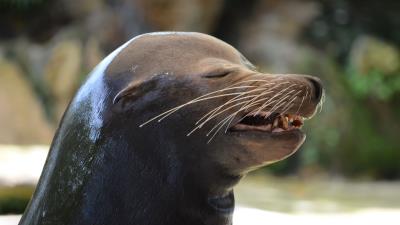 Sea lion emotions face wet 4k wallpaper