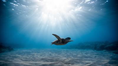 Sea turtle turtle underwater world 4k wallpaper
