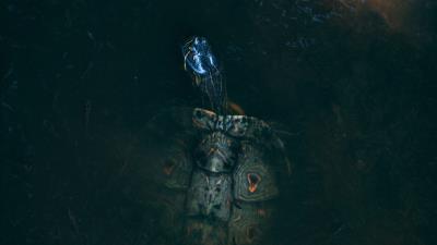 Sea turtle turtle water 4k wallpaper