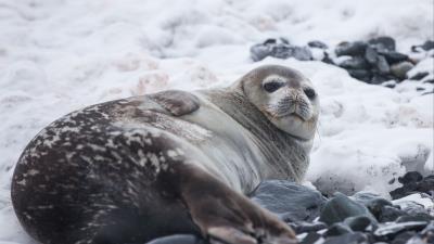 Seal fat lying 4k wallpaper