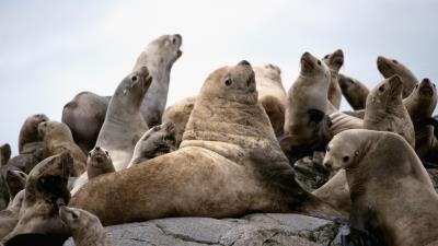 Seals pack rock 4k wallpaper