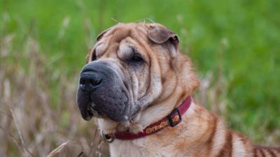 Shar pei dog muzzle collar 4k wallpaper