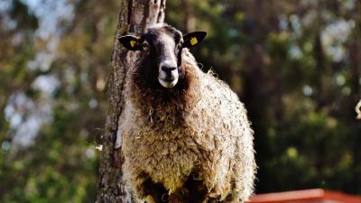 Sheep hair grass 4k wallpaper