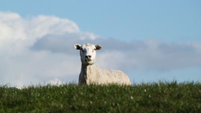 Sheep pasture meadow farm 4k wallpaper