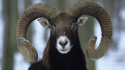 Sheep winter horns 4k wallpaper