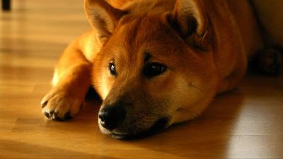 Shiba inu dog muzzle lies 4k wallpaper