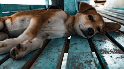 Shiba inu dog puppy lying 4k wallpaper