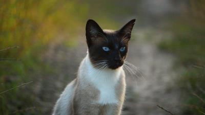 Siamese cat cat blue eyed 4k wallpaper