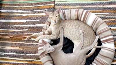 Siamese cat couple lie rug 4k wallpaper