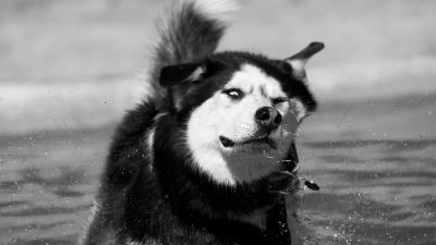 Siberian husky husky dog splashing bw 4k wallpaper