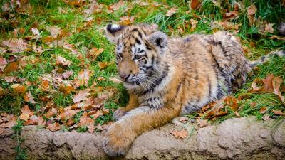 Siberian tiger cub predator autumn foliage 4k wallpaper