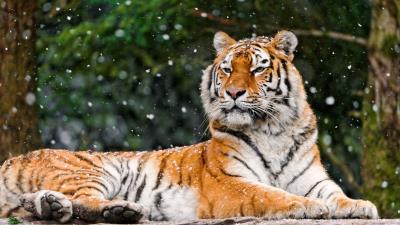 Siberian tiger elena tigress snowfall hd 4k wallpaper