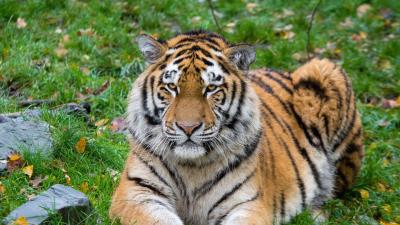 Siberian tiger tiger predator big cat lies 4k wallpaper