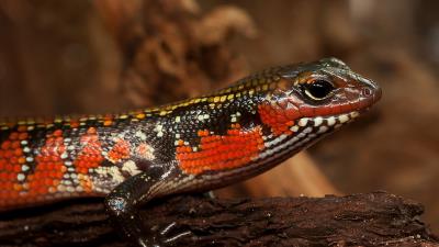 Skink lizard reptile color 4k wallpaper