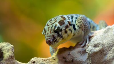 Skink wonder gecko terrarium reptile 4k wallpaper