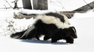 Skunk snow trail walk 4k wallpaper