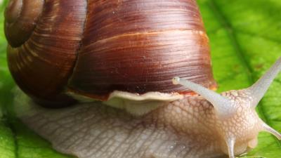 Snail leaf mustache green background 4k wallpaper