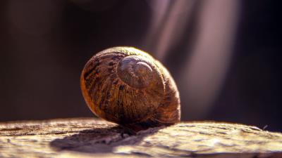 Snail shell close up 4k wallpaper