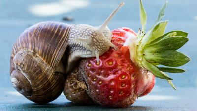 Snail strawberry berry rotten 4k wallpaper