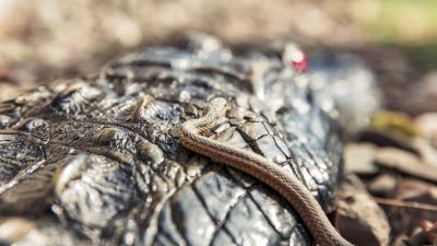 Snake crocodile reptiles macro 4k wallpaper