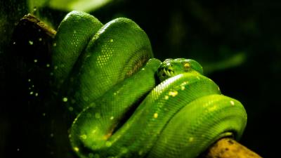 Snake green reptile 4k wallpaper